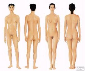 Rompicapo di Corpo umano di uomo e donna da anteriore e posteriore