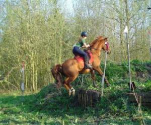 Rompicapo di Corso di tecnica equestre Concorrenza, mette alla prova la comprensione tra cavallo e cavaliere attraverso varie prove.