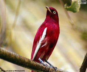 Rompicapo di Cotinga pompadour maschio