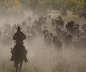 Rompicapo di Cowboy guida di un gregge