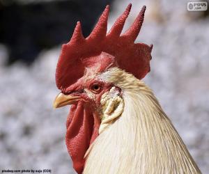 Rompicapo di Cresta di un gallo