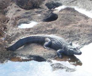 Rompicapo di Crocodrile che entra in fiume