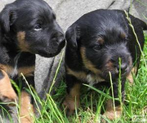Rompicapo di Cuccioli di Terrier tedesco o Jagdterrier