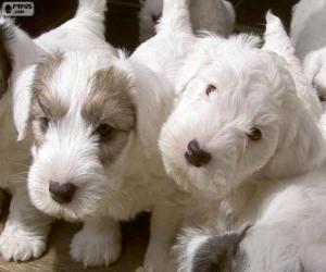 Rompicapo di Cuccioli Sealyham Terrier
