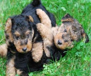 Rompicapo di Cuccioli Welsh Terrier