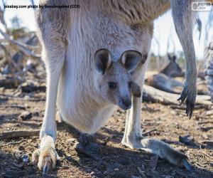 Rompicapo di Cucciolo di canguro