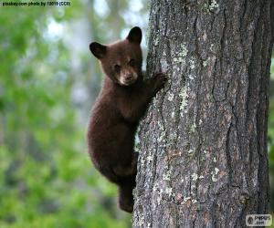 Rompicapo di Cucciolo di orso bruno si arrampica su un albero