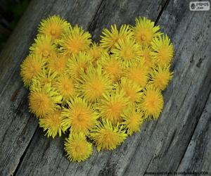 Rompicapo di Cuore formato da dente di leone