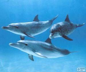 Rompicapo di Delfini che nuotan in fondo al mare