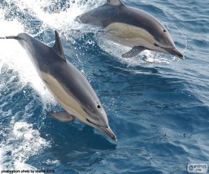 Rompicapo di Delfini che saltano