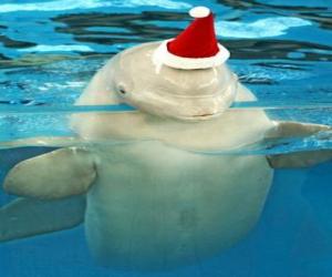 Rompicapo di Delfino con cappello di Babbo Natale