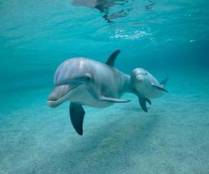 Rompicapo di Delfino con un piccolo nuotando nel mare