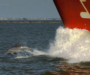 Rompicapo di delfino nuotare e saltare di fronte a una barca
