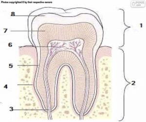 Rompicapo di Dente umano