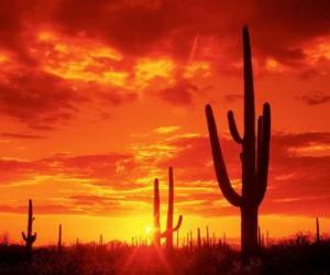 Rompicapo di Deserto cactus