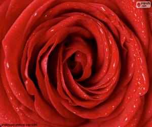 Rompicapo di Dettaglio di rosa rossa