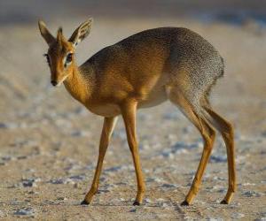 Rompicapo di Dik-dik