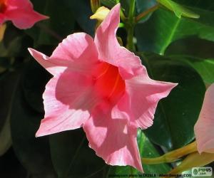 Rompicapo di Dipladenia rosa fiore