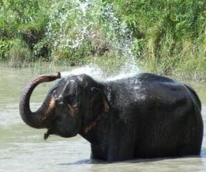 Rompicapo di Doccia dil elefante - Elefante si raffredda con acqua da una pozzanghera in il sole della savana