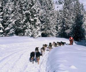 Rompicapo di Dogsledding