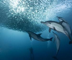 Rompicapo di Dolphin pesca sardine