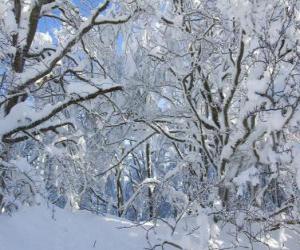 Rompicapo di Dopo la nevicata