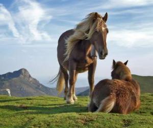 Rompicapo di Due cavalli al pascolo in montagna