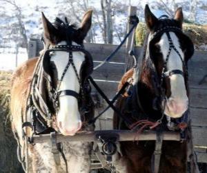 Rompicapo di Due cavalli che tiravano un carro