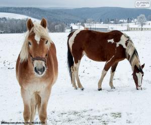 Rompicapo di Due cavalli nella pianura nevosa