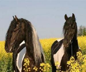 Rompicapo di Due cavalli tra i fiori