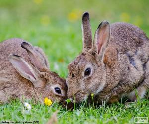 Rompicapo di Due conigli mangiare