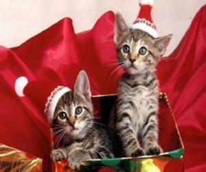 Rompicapo di Due gattini con cappello di Babbo Natale in un regalo