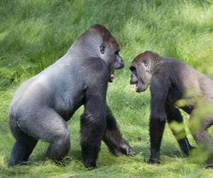 Rompicapo di Due giovani gorilla che cammina a quattro zampe