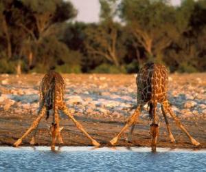 Rompicapo di Due giraffe, a bere in un laghetto nella savana
