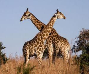 Rompicapo di Due giraffe