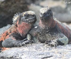 Rompicapo di Due iguane marine