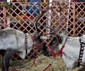 Rompicapo di Due renne di Natale