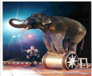 Rompicapo di Elefante addestrato agire in un circo a piedi su un cilindro