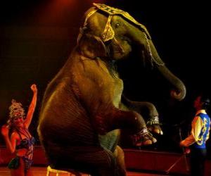 Rompicapo di Elefante al circo