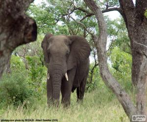 Rompicapo di Elefante che mangia erba