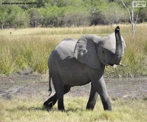 Rompicapo di Elefante con tubo ad alta