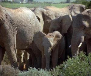 Rompicapo di elefante di famiglia