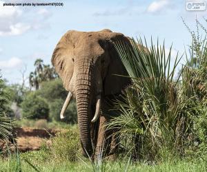 Rompicapo di Elefante nella giungla