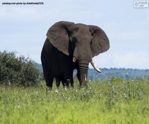 Rompicapo di Elefante nella savana