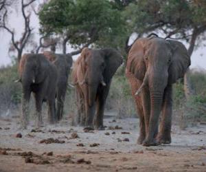 Rompicapo di Elefanti africani