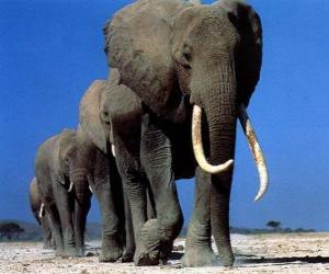 Rompicapo di Elefanti camminare