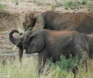 Rompicapo di Elefanti mangiare erbe
