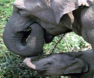 Rompicapo di Elephant mangiare