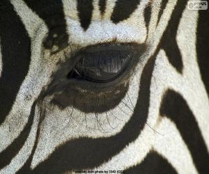 Rompicapo di Eye Zebra