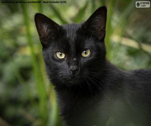 Rompicapo di Faccia da gatto nero